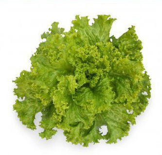 КС 129 - насіння салату, 5 г, Kitano 40501 фото