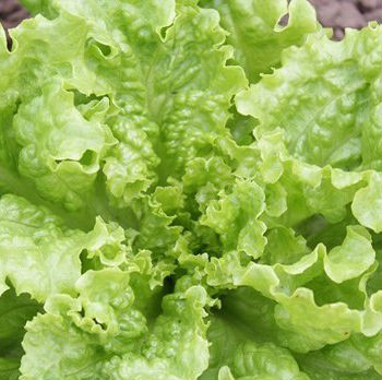 КС 129 - насіння салату, 5 г, Kitano 40501 фото