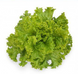 КС 129 - насіння салату, 5 г, Kitano 40501 фото 1