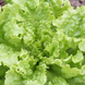 КС 129 - насіння салату, 5 г, Kitano 40501 фото 2
