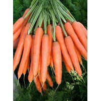 Престо F1 - насіння моркви, 100 000 шт (калібр.) 1.6-1.8, Hazera 58300 фото