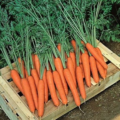 Престо F1 - насіння моркви, 100 000 шт (калібр.) >2.0, Hazera 58500 фото