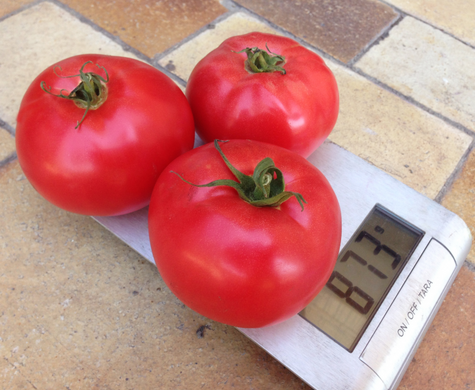 Афен F1 - насіння томата, 250 шт, Clause 66128 фото