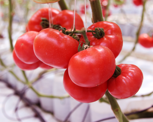 Афен F1 - насіння томата, 250 шт, Clause 66128 фото