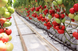 Афен F1 - насіння томата, 250 шт, Clause 66128 фото 3