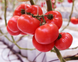 Афен F1 - насіння томата, 250 шт, Clause 66128 фото 1