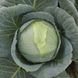 Центурион F1 - семена капусты белокочанной, 10 000 шт, Clause 34550 фото 4