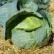 Центурион F1 - семена капусты белокочанной, 10 000 шт, Clause 34550 фото 5