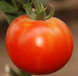 П'єтро F1 - насіння томата, 1000 шт, Clause 217866132 фото 1