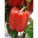 Даймос F1 - насіння солодкого перцю, 500 шт, Esasem 74298 фото 1