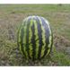 АУ Продюсер - насіння кавуна, 5 кг, Spark Seeds 76313 фото 2