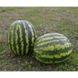 АУ Продюсер - насіння кавуна, 5 кг, Spark Seeds 76313 фото 4