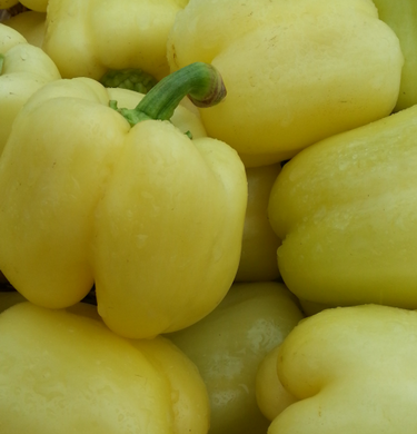 Блонді F1 - насіння солодкого перцю, 500 шт, Syngenta 89119 фото