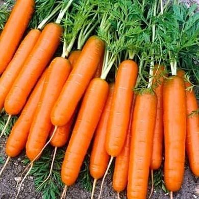 Морковь Джерада F1, 100 000 семян (1.8-2.0), Rijk Zwaan 83364 фото