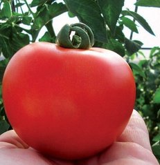 Кристал F1 - насіння томата, 1 г, Clause 10422 фото