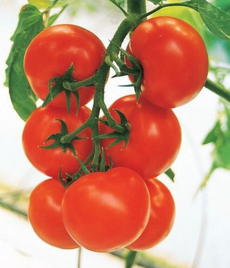 Кристал F1 - насіння томата, 1 г, Clause 10422 фото