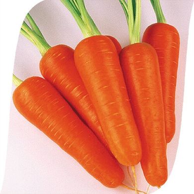 Абако F1 - насіння моркви, 200 000 шт (1.6-1.8), Seminis 773130472 фото