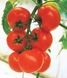 Кристал F1 - насіння томата, 1 г, Clause 10422 фото 2