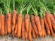 Морковь Трафорд F1, 25 000 семян (1.6-1.8), Rijk Zwaan 1091393518 фото 2