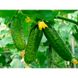 Аякс F1 - насіння огірка, 10 шт, Nunhems (Пан Фермер) 56645 фото 2