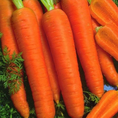 Канада F1 - насіння моркви, 1 000 000 шт (1.6-1.8), Bejo 61832 фото