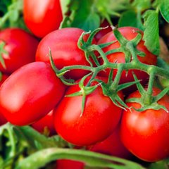 Наміб F1 - насіння томата, 1000 шт, Syngenta 75715 фото