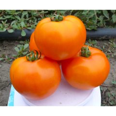 Солідо F1 - насіння томата, 2500 шт, Spark Seeds 89400 фото