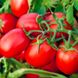 Наміб F1 - насіння томата, 1000 шт, Syngenta 75715 фото 1