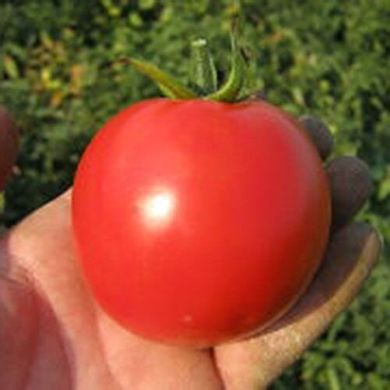 Акела F1 - насіння томата, 1000 шт, Clause 66121 фото