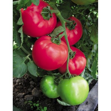 ВП-1 F1 / VP-1 F1 - насіння томата, 100 шт, Hazera 20838 фото