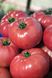 ВП-1 F1 / VP-1 F1 - насіння томата, 100 шт, Hazera 20838 фото 1