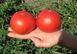Багіра F1 - насіння томата, 5 г, Clause 66223 фото 2