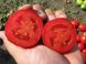 Акела F1 - насіння томата, 1000 шт, Clause 66121 фото 1