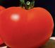 Багіра F1 - насіння томата, 5 г, Clause 66223 фото 3
