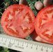 Багіра F1 - насіння томата, 5 г, Clause 66223 фото 1