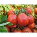Руфус F1 - насіння томата, 1000 шт, Esasem 26675 фото 4