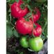 ВП-1 F1 / VP-1 F1 - насіння томата, 100 шт, Hazera 20838 фото 3