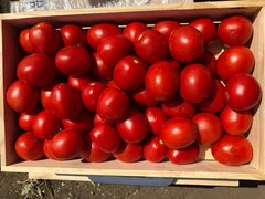 9969 F1 - насіння томата, 100 000 шт, Spark Seeds 99697 фото