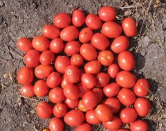 Апгрейд F1 - насіння томата, 1000 шт, Esasem 26676 фото