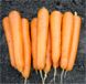 Аттіліо F1 - насіння моркви, 100 000 шт, Hazera 44508 фото 1