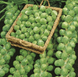 Абакус F1 - насіння капусти брюссельської , 2500 шт, Syngenta 75516 фото 3