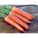 Аттіліо F1 - насіння моркви, 100 000 шт, Hazera 44508 фото 2