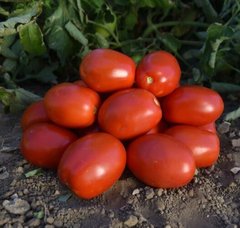 1892 F1 - насіння томата, 5000 шт, Spark Seeds 86600 фото