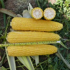 Добрыня F1 - семена кукурузы, 25 000 шт, Lark Seeds 66230 фото