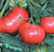 Торбей F1 - насіння томата, 1000 шт, Bejo 90909 фото 3