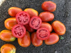 2053 F1 - насіння томата, 5000 шт, Spark Seeds 86700 фото