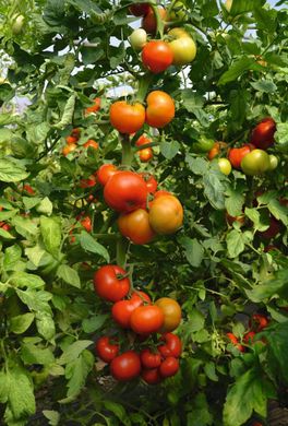 Тобольск F1 - семена томата, 250 шт, Bejo 18152 фото