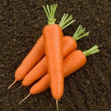 Олімпо F1 - насіння моркви, 100 000 шт (калібр.) 1.6-1.8, Hazera 44511 фото