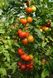 Тобольск F1 - насіння томата, 250 шт, Bejo 18152 фото 2