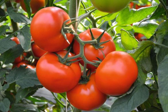 Тобольск F1 - насіння томата, 250 шт, Bejo 18152 фото